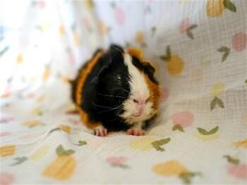 Rescue Guinea Pig Guinea Pigs for Adoption in San Jose, California - NEO | PetCurious